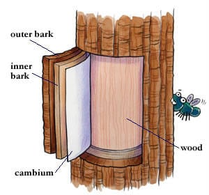 Pine tree edible bark