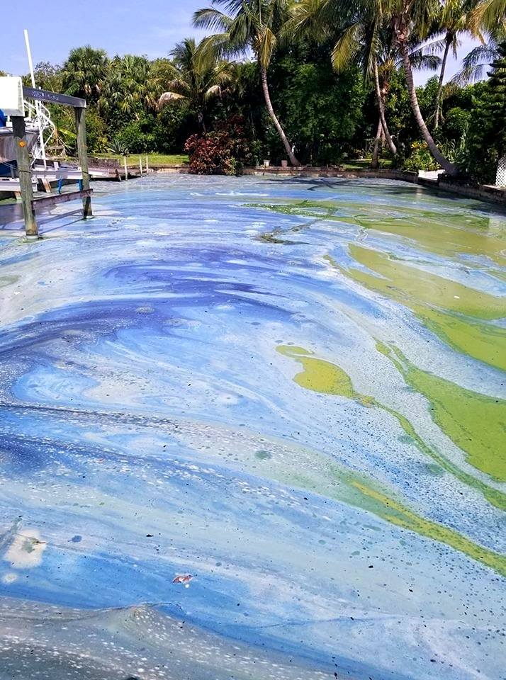 Florida Algae